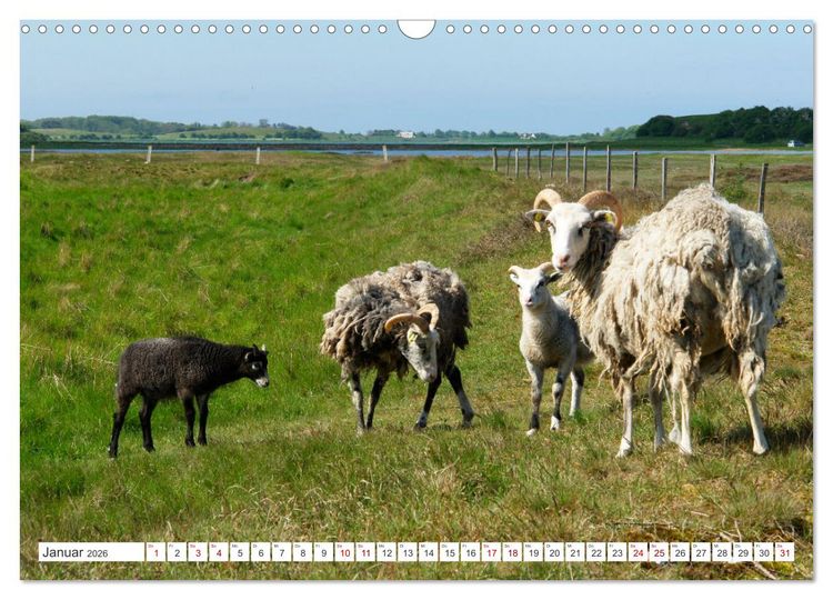 Produktbild: Sams&ouml; die d&auml;nische Trauminsel im Kattegat (Wandkalender 2026 DIN A3 quer), CALVENDO Monatskalender