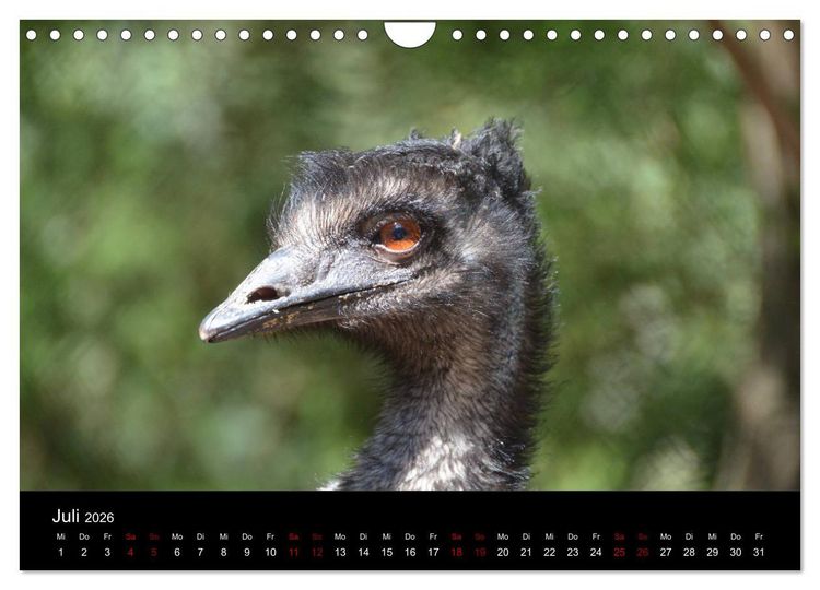 Produktbild: Australian Wildlife (Wandkalender 2026 DIN A4 quer), CALVENDO Monatskalender