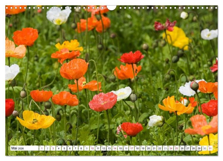 Produktbild: MohnTage (Wandkalender 2026 DIN A3 quer), CALVENDO Monatskalender