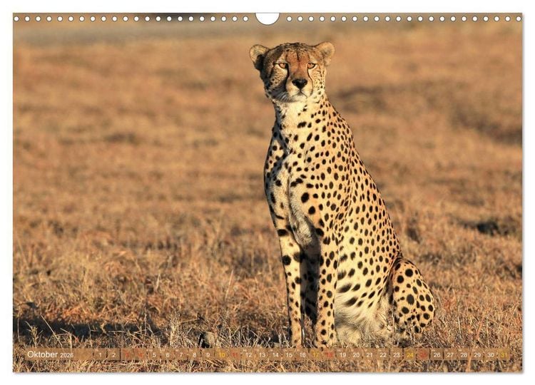 Produktbild: Geparden - Begegnungen in Afrika (Wandkalender 2026 DIN A3 quer), CALVENDO Monatskalender