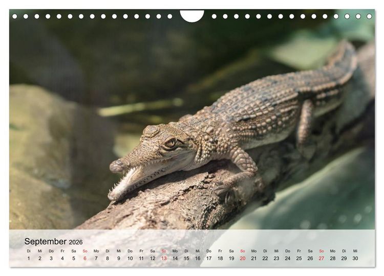 Produktbild: Gro&szlig;e Echsen. Krokodile und Alligatoren (Wandkalender 2026 DIN A4 quer), CALVENDO Monatskalender