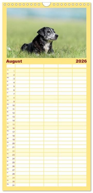 Produktbild: Familienplaner 2026 - Appenzeller Sennenhunde - Fr&ouml;hliche Kameraden mit 5 Spalten (Wandkalender, 21 x 45 cm) CALVENDO