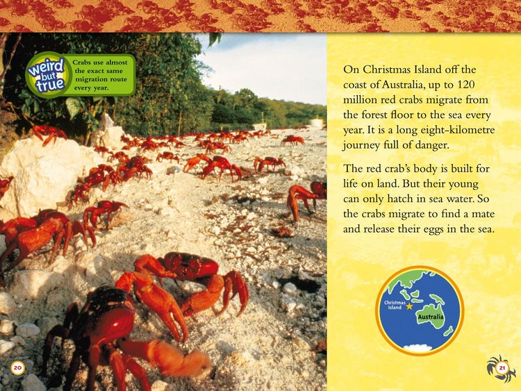 Produktbild: Amazing Animal Journeys