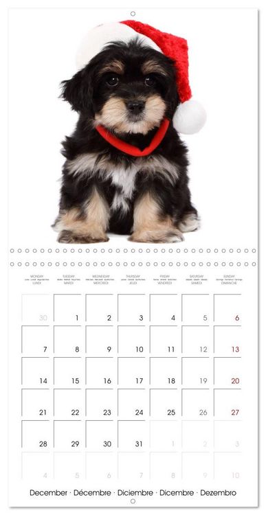 Produktbild: Cute Funny Dogs (Wall Calendar 2026 12 &times; 12 Inch) CALVENDO 12 Month Wall Calendar