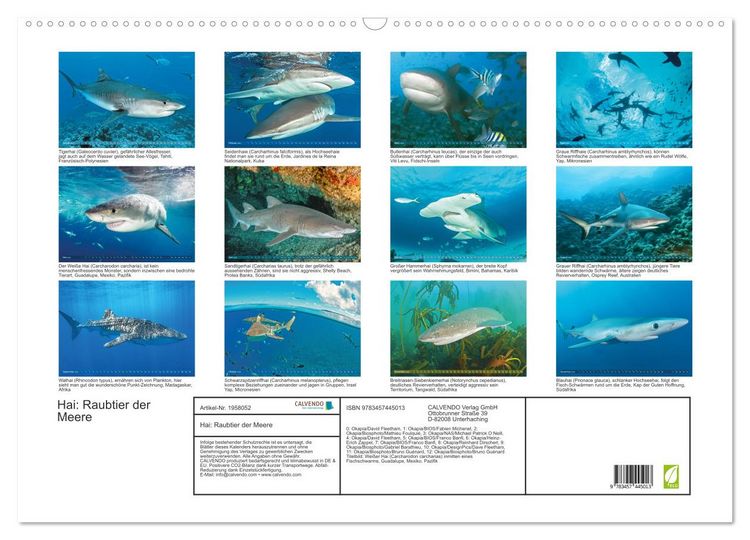 Produktbild: Hai: Raubtier der Meere (Wandkalender 2026 DIN A2 quer), CALVENDO Monatskalender