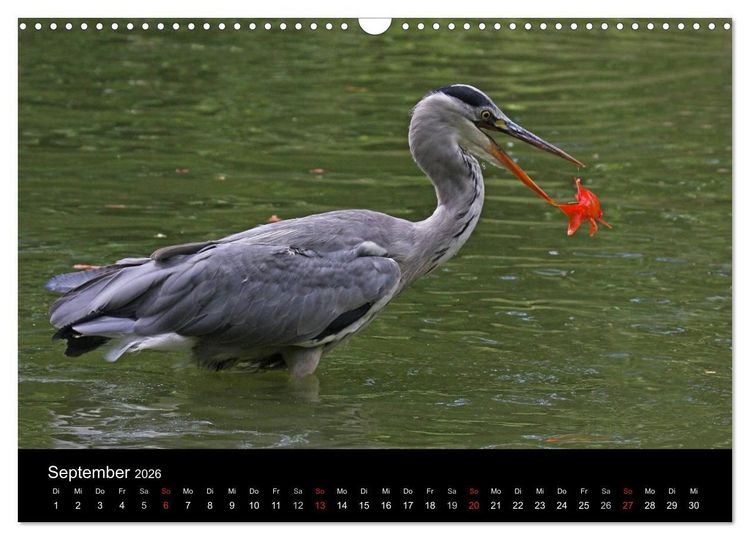 Produktbild: Aus dem Leben der Graureiher (Wandkalender 2026 DIN A3 quer), CALVENDO Monatskalender