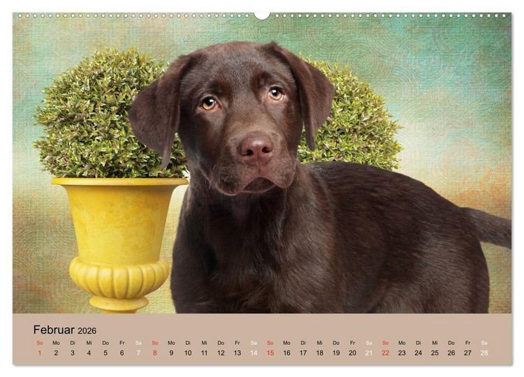 Produktbild: Labrador Retriever unsere Freunde (Wandkalender 2026 DIN A2 quer), CALVENDO Monatskalender