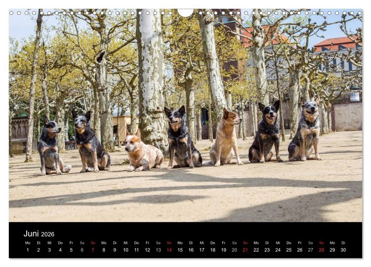 Produktbild: Australian Cattle Dogs zwischen Kunst und Kultur (Wandkalender 2026 DIN A3 quer), CALVENDO Monatskalender