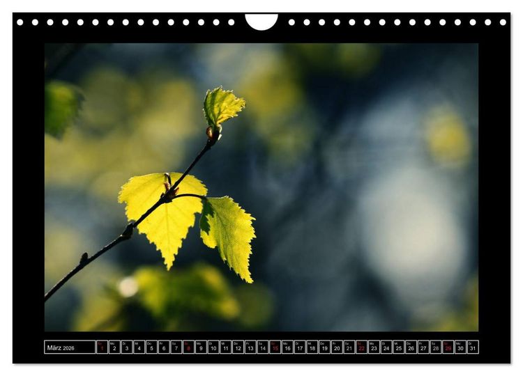 Produktbild: Der Reichswald bei Kleve (Wandkalender 2026 DIN A4 quer), CALVENDO Monatskalender