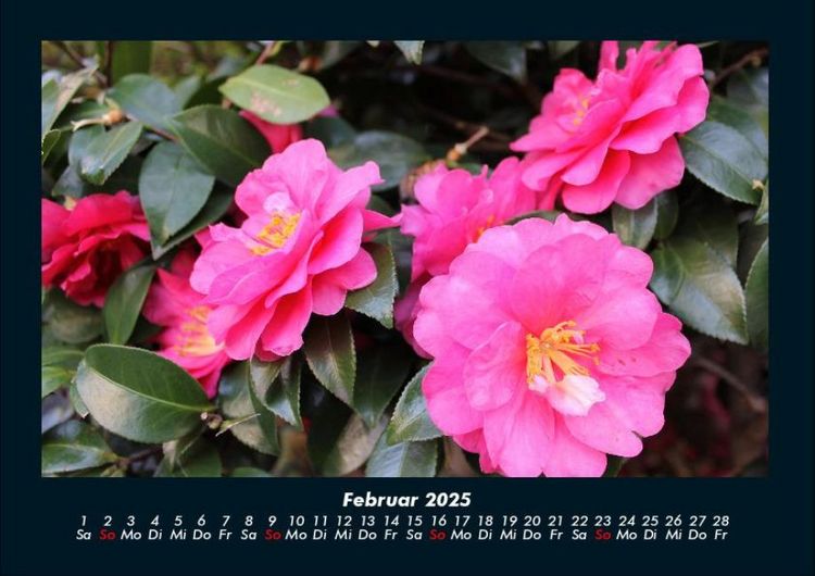 Produktbild: Blumenzauber 2025 Fotokalender DIN A4