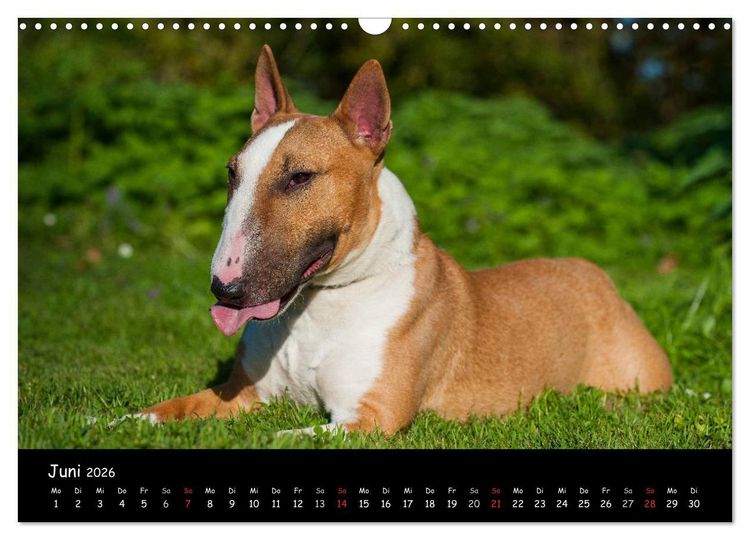 Produktbild: Bullterrier (Wandkalender 2026 DIN A3 quer), CALVENDO Monatskalender