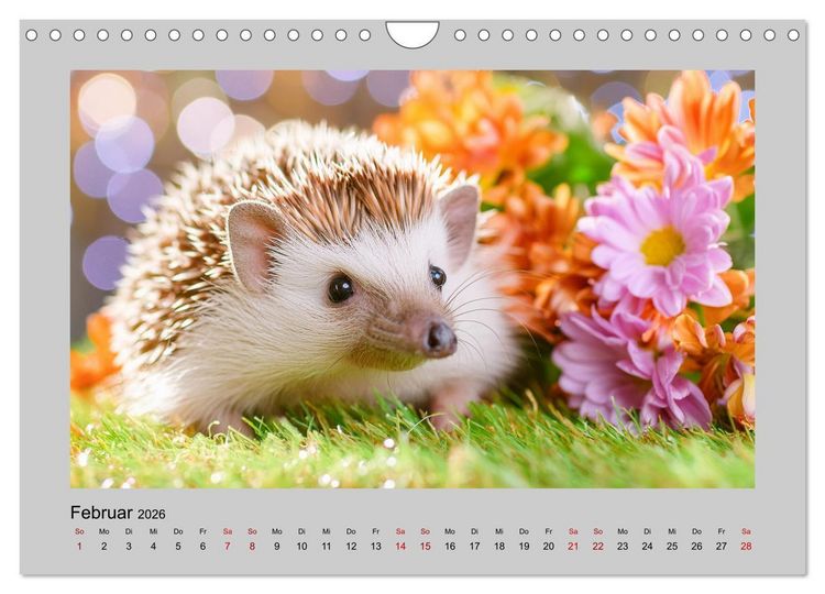 Produktbild: Mein Igel-Kalender (Wandkalender 2026 DIN A4 quer), CALVENDO Monatskalender