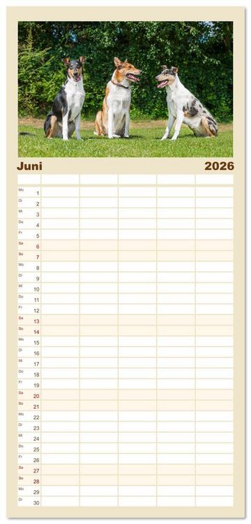 Produktbild: Familienplaner 2026 - Ein Freund f&uuml;rs Leben - Smooth Collie mit 5 Spalten (Wandkalender, 21 x 45 cm) CALVENDO