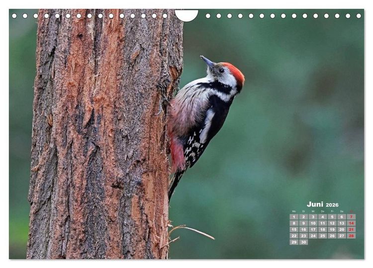 Produktbild: Echte Spechte (Wandkalender 2026 DIN A4 quer), CALVENDO Monatskalender