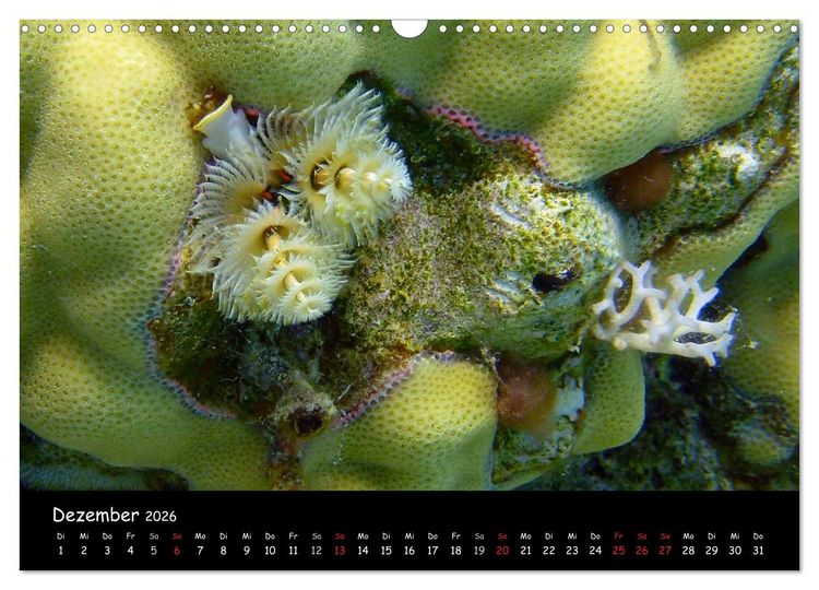 Produktbild: Rotes Meer - Unterwasserimpressionen (Wandkalender 2026 DIN A3 quer), CALVENDO Monatskalender