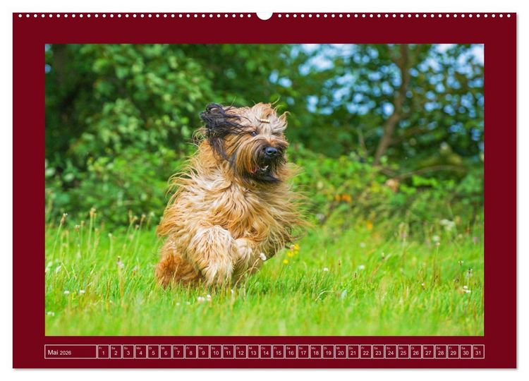 Produktbild: Herz auf vier Pfoten - Briard (Wandkalender 2026 DIN A2 quer), CALVENDO Monatskalender