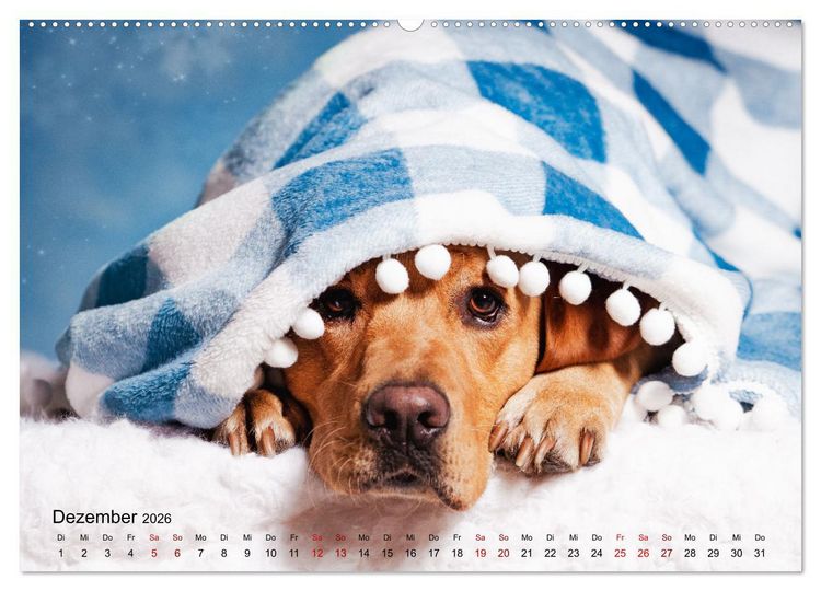 Produktbild: Retriever - Mit DIR hol ich die Sterne vom Himmel (Wandkalender 2026 DIN A2 quer), CALVENDO Monatskalender