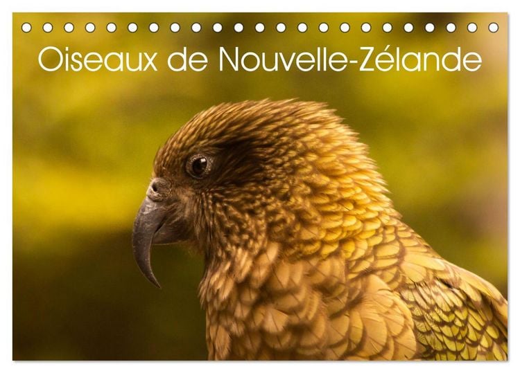 Produktbild: Oiseaux de Nouvelle-Z&eacute;lande (Calendrier de bureau 2026 DIN A5 vertical), CALVENDO calendrier mensuel