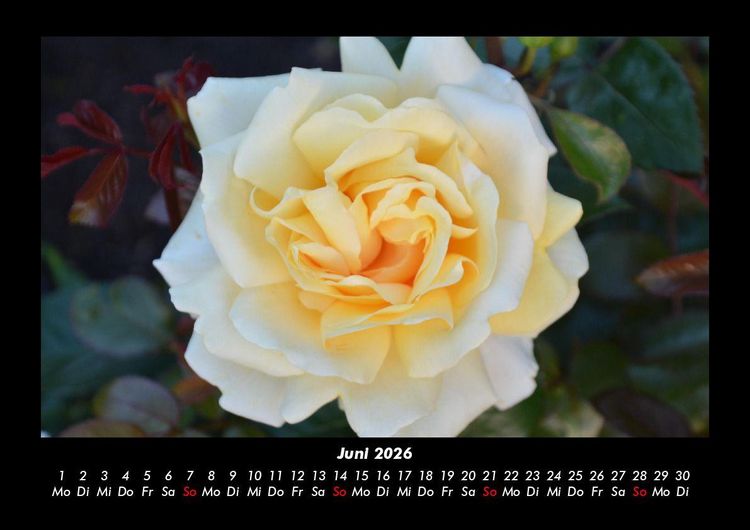 Produktbild: Rosentraum 2026 Fotokalender DIN A3