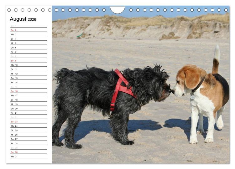 Produktbild: DER BEAGLEige TERMINPLANER (Wandkalender 2026 DIN A4 quer), CALVENDO Monatskalender