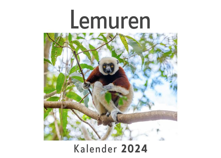 Produktbild: Lemuren (Wandkalender 2024, Kalender DIN A4 quer, Monatskalender im Querformat mit Kalendarium, Das perfekte Geschenk)
