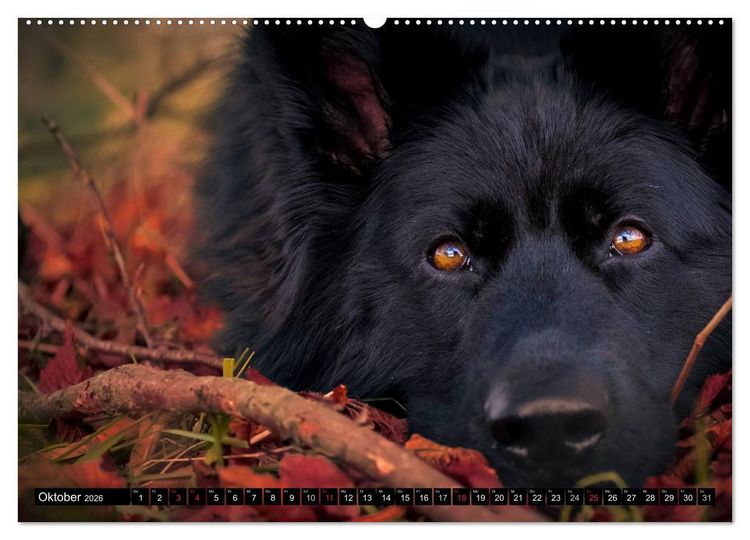 Produktbild: Schwarz ist sch&ouml;n! Der lackschwarze altdeutsche Sch&auml;ferhund (hochwertiger Premium Wandkalender 2026 DIN A2 quer), Kunstdruck in Hochglanz