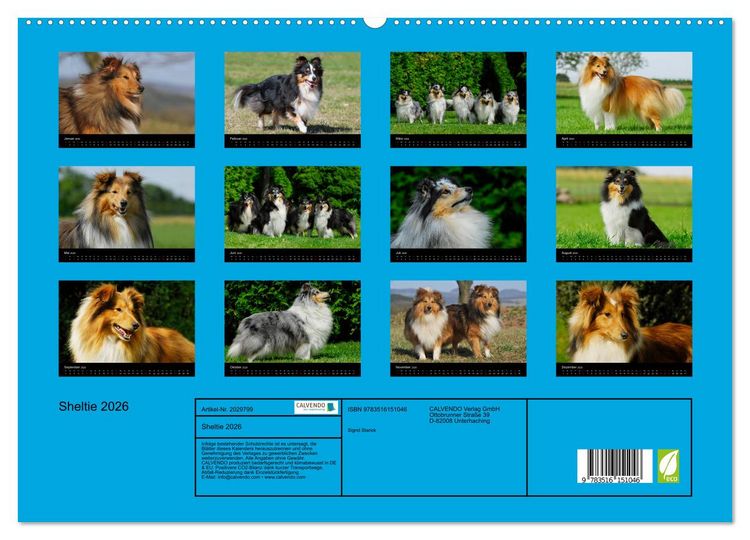 Produktbild: Sheltie 2026 (hochwertiger Premium Wandkalender 2026 DIN A2 quer), Kunstdruck in Hochglanz