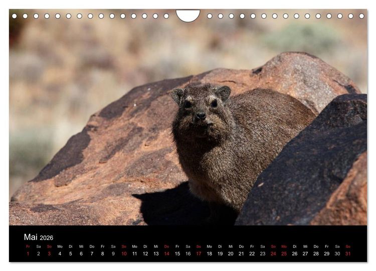 Produktbild: Namibias Tiere: von gro&szlig; bis klein (Wandkalender 2026 DIN A4 quer), CALVENDO Monatskalender