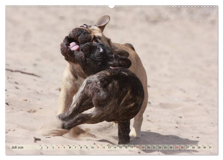 Produktbild: Bulldoggen - Englische und Franz&ouml;sische Bulldoggen (hochwertiger Premium Wandkalender 2026 DIN A2 quer), Kunstdruck in Hochglanz