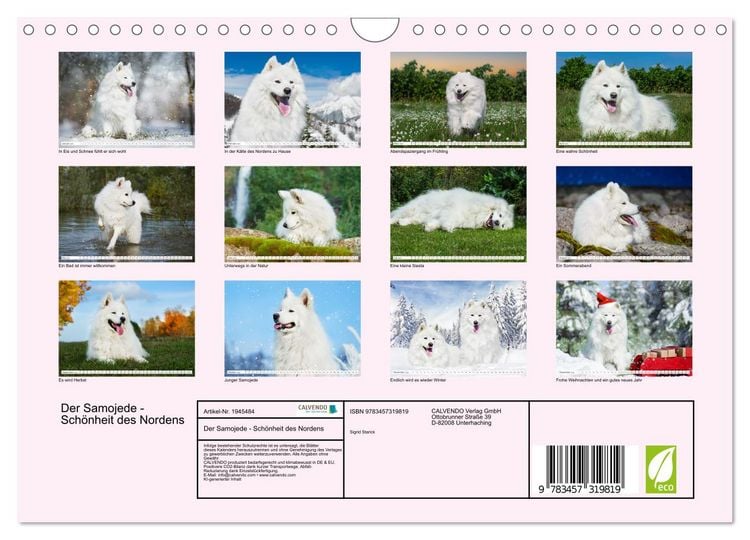 Produktbild: Der Samojede - Sch&ouml;nheit des Nordens (Wandkalender 2026 DIN A4 quer), CALVENDO Monatskalender