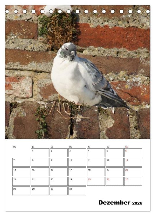 Produktbild: Tauben Terminplaner (Tischkalender 2026 DIN A5 hoch), CALVENDO Monatskalender