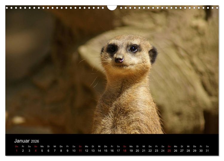 Produktbild: Erdm&auml;nnchen &ndash; Zusammen sind wir stark (Wandkalender 2026 DIN A3 quer), CALVENDO Monatskalender
