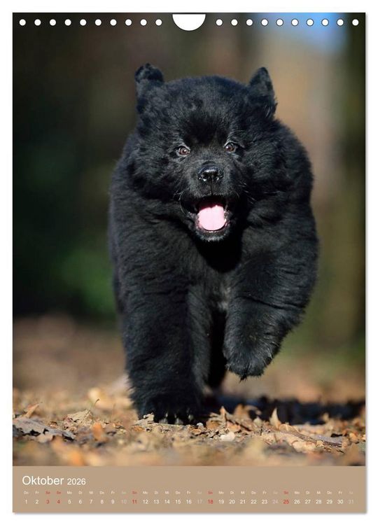 Produktbild: Hundekinder (Wandkalender 2026 DIN A4 hoch), CALVENDO Monatskalender