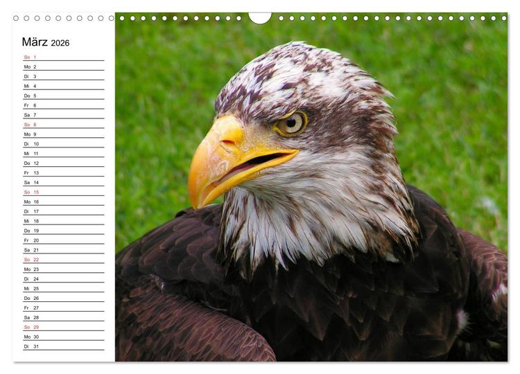 Produktbild: Wei&szlig;kopfseeadler. Symbol der Freiheit (Wandkalender 2026 DIN A3 quer), CALVENDO Monatskalender