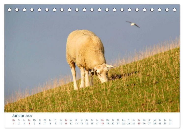 Produktbild: Schafe am Deich 2026. Tierische Impressionen von der Nordseek&uuml;ste (Tischkalender 2026 DIN A5 quer), CALVENDO Monatskalender
