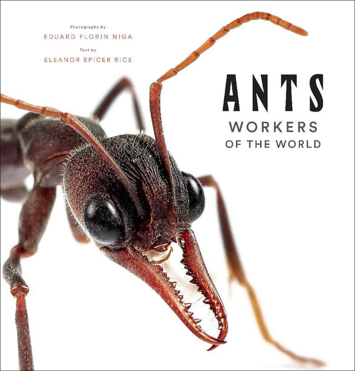 Produktbild: Ants