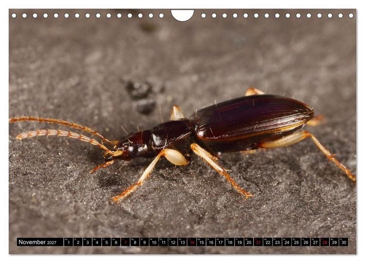 Produktbild: LAUFK&Auml;FER - CARABIDAE (Wandkalender 2027 DIN A4 quer), CALVENDO Monatskalender