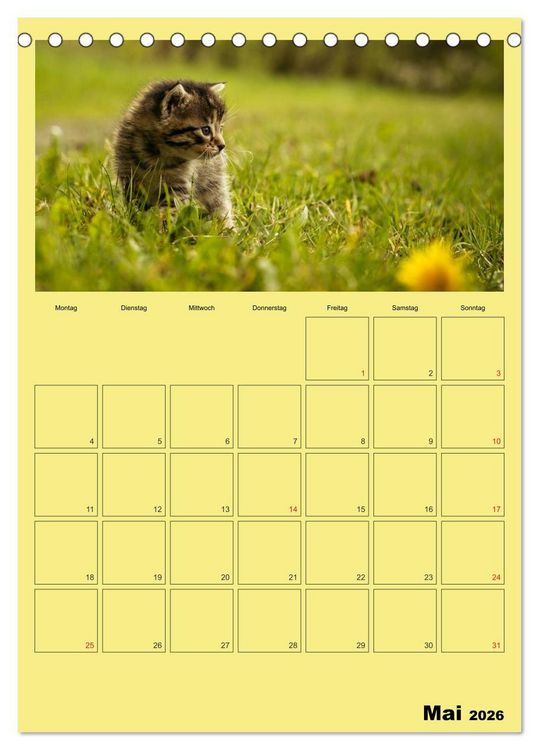 Produktbild: Mit Katzen durchs Jahr / Planer (Tischkalender 2026 DIN A5 hoch), CALVENDO Monatskalender