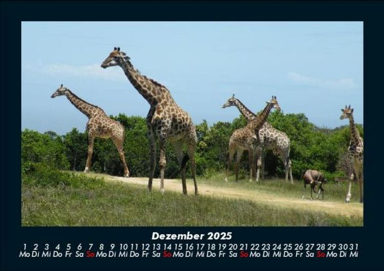 Produktbild: Giraffen 2025 Fotokalender DIN A5