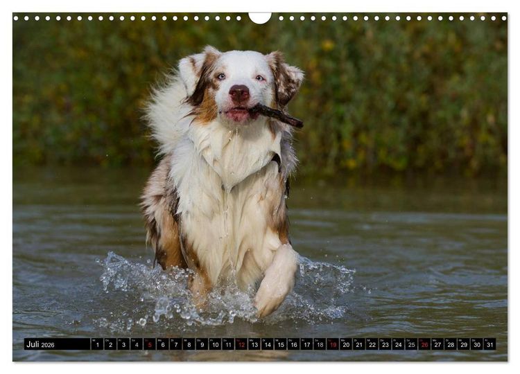 Produktbild: Bekannt wie ein bunter Hund. Australian Shepherd (Wandkalender 2026 DIN A3 quer), CALVENDO Monatskalender