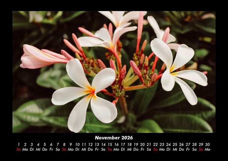 Produktbild: Blumenzauber 2026 Fotokalender DIN A3
