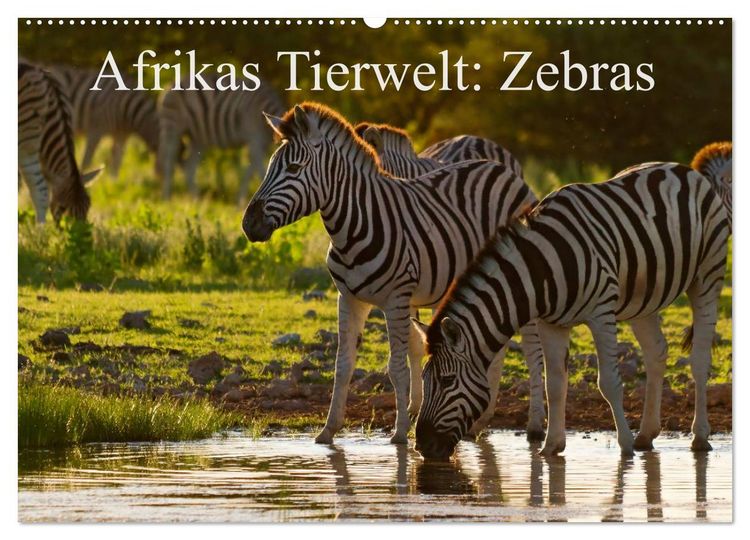 Produktbild: Afrikas Tierwelt: Zebras (Wandkalender 2026 DIN A2 quer), CALVENDO Monatskalender