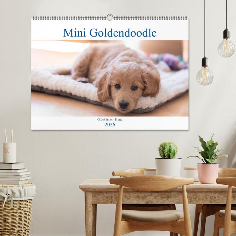 Produktbild: Mini Goldendoodle - Gl&uuml;ck ist ein Hund (Wandkalender 2026 DIN A2 quer), CALVENDO Monatskalender