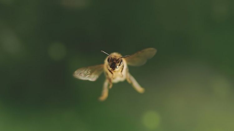 Produktbild: Tagebuch einer Biene