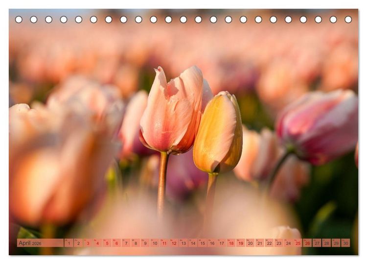 Produktbild: Tulpen - Hollands Stolz (Tischkalender 2026 DIN A5 quer), CALVENDO Monatskalender