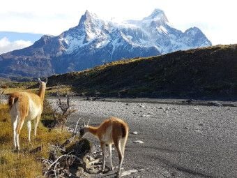 Produktbild: CALVENDO Puzzle Guanakos vor den Torres del Paine, Torres del Paine Nationalpark, Chile | 1000 Teile Lege-Gr&ouml;&szlig;e 64x48cm Foto-Puzzle f&uuml;r gl&uuml;ckliche Stunden