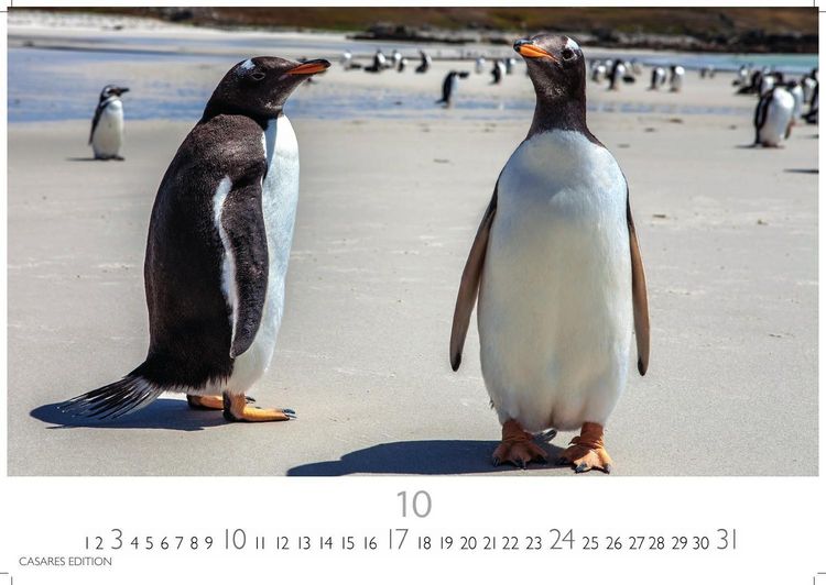 Produktbild: Pinguine Kalender 2027 &ndash; Wandkalender | Fotokalender Tierkalender 35x50cm Grosses Format | . mit niedlichen Pinguin-Motiven im antarktischen Lebensraum.