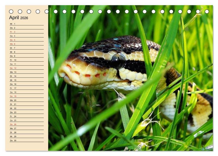 Produktbild: Reptilien. Schlangen, Echsen und Co. (Tischkalender 2026 DIN A5 quer), CALVENDO Monatskalender