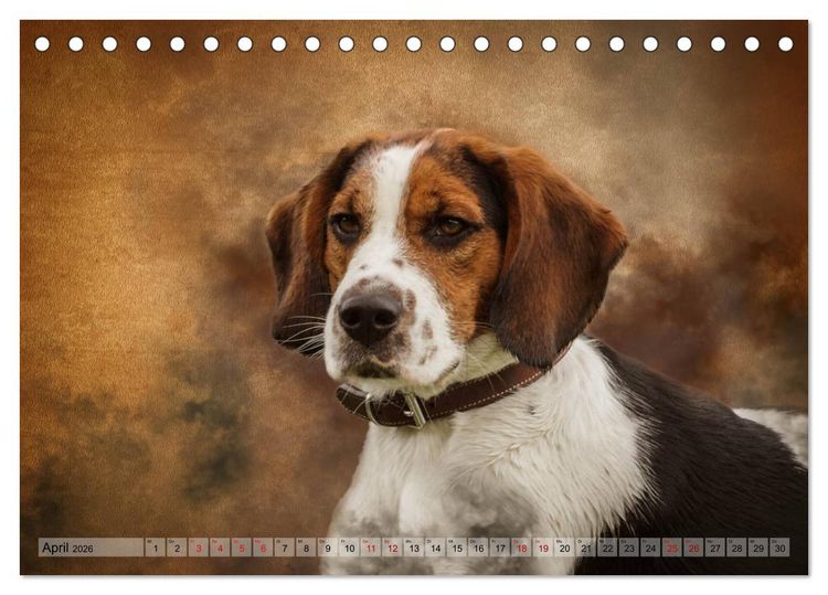 Produktbild: Jagdhunde im Portrait (Tischkalender 2026 DIN A5 quer), CALVENDO Monatskalender