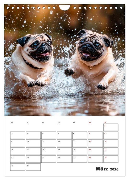 Produktbild: MOPS Pfotengl&uuml;ck in Faltenform (Wandkalender 2026 DIN A4 hoch), CALVENDO Monatskalender